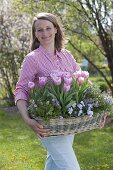 Frau mit Korbkasten mit Tulipa 'Evening Breeze' (Tulpen), Bohnenkraut