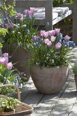 Blau-rosa Frühlingsterrasse: Tulipa 'Evening Breeze' 'Lilac Star' (Tulpen