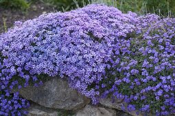 Phlox subulata 'Violet Seedling' (Carpet Phlox) and Aubrieta (Blue Cushion)