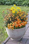 Yellow-orange planted tub with Viola wittrockiana (Pansy)