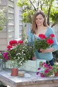 Woman planting Pelargonium zonale Classic 'Atlantis' in a balcony box