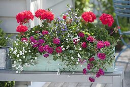 Frau bepflanzt Balkonkasten mit Pelargonium zonale Classic 'Atlantis'