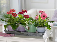Small gerberas in cachepots on wooden tray, watering can