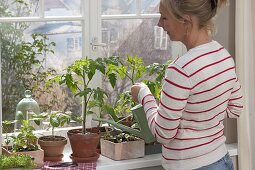 Growing vegetables on the windowsill