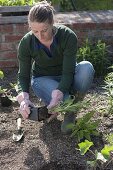 Woman takes perennials from plastic pot