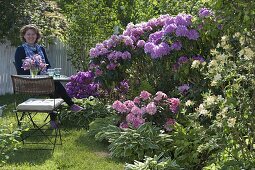 Rhododendron bed from left: Rhododendron obtusum 'Königstein' (King's Stone)