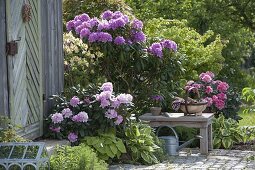 Rhododendron 'Catawbiense Boursault', yakushimanum 'Silver Cloud'