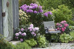 Rhododendron 'Catawbiense Boursault', yakushimanum 'Silver Cloud'