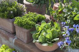 Herb arrangement on clinker wall