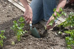 Stangen-Sellerie ins Beet pflanzen