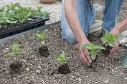 Plant zinnias in the bed