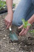 Zinnien ins Beet pflanzen