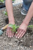 Plant zinnias in the bed