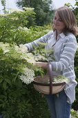 Woman harvesting flowers of Sambucus nigra (elder)