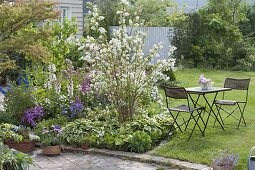 Deutzia magnifica (Mayflower bush, Star bush) in bed with Hosta