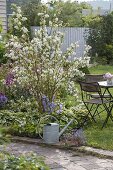 Deutzia magnifica (Maiblumenstrauch, Sternchenstrauch) in Beet mit Hosta