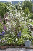 Deutzia magnifica (Mayflower bush, Star bush) in border with Hosta