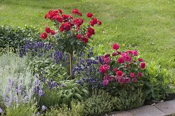 Herb bed with roses