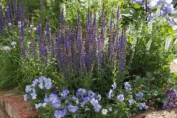 Roses and ornamental sage in bed with clinker edging