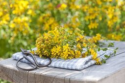 Harvest of St. John's wort