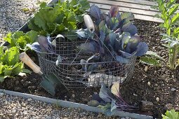 Plant red cabbage in the bed