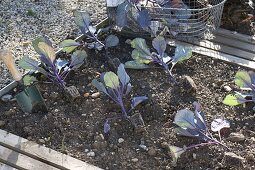 Planting red cabbage in the bed