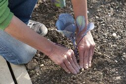 Planting red cabbage in flower bed