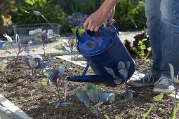 Plant red cabbage in the bed