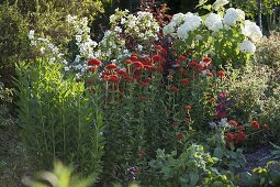 Sommerbeet mit Gehölzen und Stauden: Lychnis chalcedonica