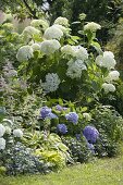 Shadow flower bed with hydrangeas and perennials, Hydrangea arborescens