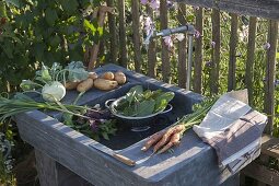 Frisch geerntetes Gemüse gleich draußen auf dem Outdoor - Waschtisch