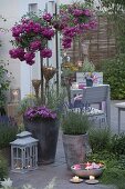 Rosen-Hochstaemme mit Ramblerrose 'Super Excelsa' auf der Terrasse