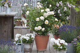 Rosa Renaissance 'Nina' White (shrub rose), strong fragrance