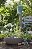 Water feature with Iris pseudacorus 'Variegata' (marsh iris), Alisma