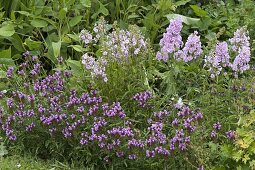 Purple bed with Prunella grandiflora 'Rosenkugel' (Brownelle), Phlox