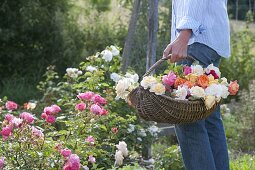 Woman in the garden wears basket of fresh cut pink (rose)
