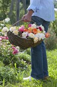 Woman in garden carrying basket with freshly cut Rosa (roses)