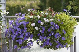 Weihenstephan box: Petunia Surfinia 'Blue Sky' (hanging petunias)