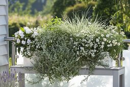 Weihenstephan Box, Impatiens Newguinea 'Sunpatiens White'