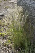 Koeleria glauca (Schiller grass)