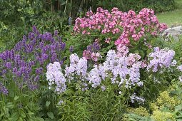 Perennial border with Stachys 'Hummelo', Phlox maculata 'Natascha'