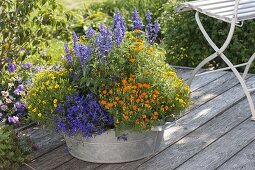 Zinc tub with Tagetes tenuifolia (marigolds), Salvia farinacea