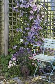 Clematis hybrid 'Perle d Azur', integrifolia 'Juuli' (woodland vines) on a climbing frame