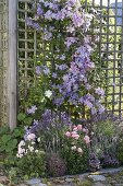 Clematis hybrid 'Perle d Azur', integrifolia 'Juuli' (woodland vine) on climbing frame