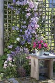 Clematis hybrid 'Perle d Azur', integrifolia 'Juuli' (woodland vine) on climbing frame