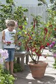 Girl picks currants (Ribes rubrum)