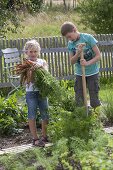 Mädchen und Junge ernten Möhren, Karotten (Daucus carota)