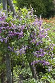 Clematis viticella 'Mrs.T. Lundell' (Waldrebe) an Rankhilfe