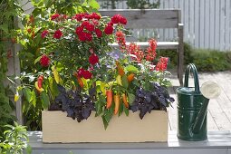 Wooden box with pink (rose-stem), pointed peppers