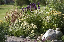 Beet mit Echinacea purpurea 'Avalanche' weiss , 'Meringue' weiss gefüllt